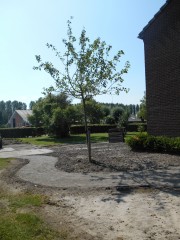 aanleg tuinpad met halfverharding